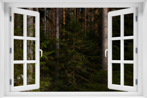 Fototapeta Naklejka Na Ścianę Okno 3D - Spring forest in northern latitudes.