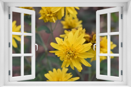 Fototapeta Naklejka Na Ścianę Okno 3D - yellow flowers in the garden