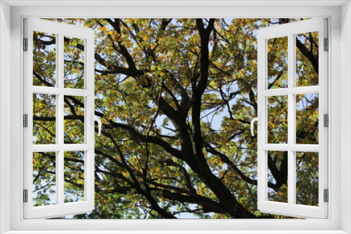Fototapeta Naklejka Na Ścianę Okno 3D - tree branches on a blue sky background