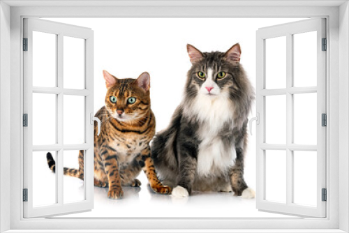 Fototapeta Naklejka Na Ścianę Okno 3D - Norwegian Forest cat and bengal cat