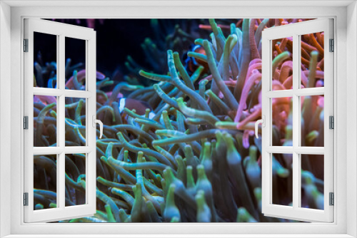 Fototapeta Naklejka Na Ścianę Okno 3D - Anenome 