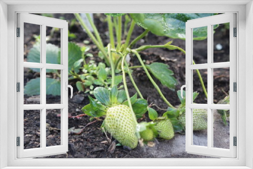Fototapeta Naklejka Na Ścianę Okno 3D - Strawberry