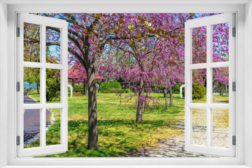Fototapeta Naklejka Na Ścianę Okno 3D - harbinger of spring beautiful pink colored trees and garden. Judas-tree