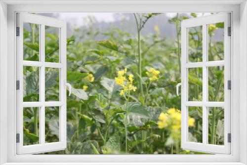 Fototapeta Naklejka Na Ścianę Okno 3D - A bunch of mustard flowers blooming on mustard field