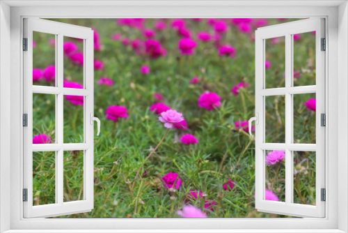 Fototapeta Naklejka Na Ścianę Okno 3D - Pink Portulaca grandiflora on the ground