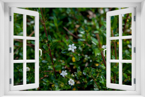 Fototapeta Naklejka Na Ścianę Okno 3D - Richardia scabra flower in the springs garden