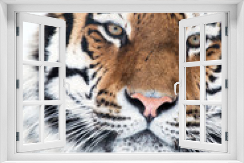 Fototapeta Naklejka Na Ścianę Okno 3D - Siberian Tiger Close Up
