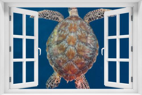 Fototapeta Naklejka Na Ścianę Okno 3D - Underwater shot looking down on swimming green turtle in blue water