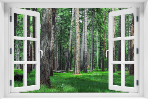 Fototapeta Naklejka Na Ścianę Okno 3D - Tall trees in rain forests of North Cascades mountains in Washington state