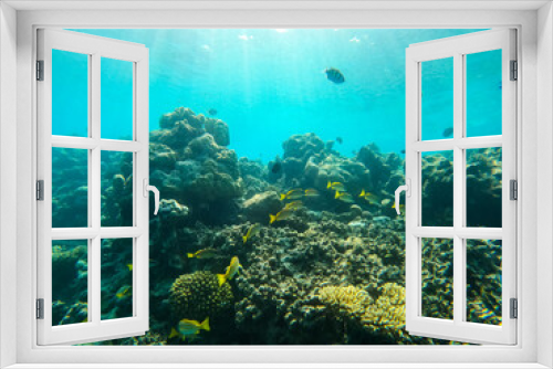 Fototapeta Naklejka Na Ścianę Okno 3D - Tropical Maldives fish in underwater sea 