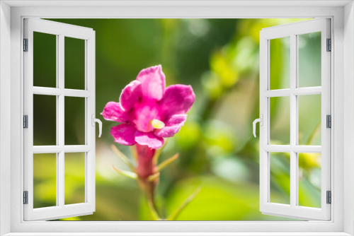 Fototapeta Naklejka Na Ścianę Okno 3D - Jasmine