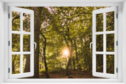 Fototapeta Naklejka Na Ścianę Okno 3D - Sun Shining Through in a Woodland