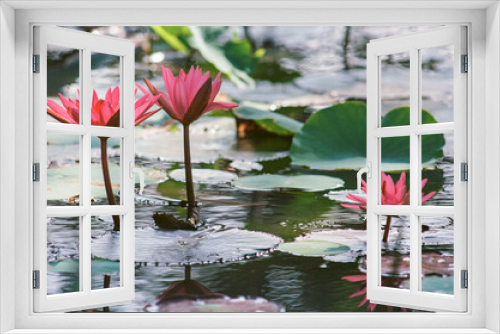Fototapeta Naklejka Na Ścianę Okno 3D - Nature photo film: Lotus flowers. Time: February 18, 2022. Location: Phu My Hung lotus lagoon, Ho Chi Minh City.  This is beautifull flowers