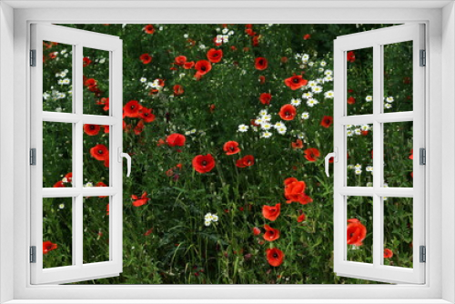 Fototapeta Naklejka Na Ścianę Okno 3D - Red poppies blooming in urban green areas