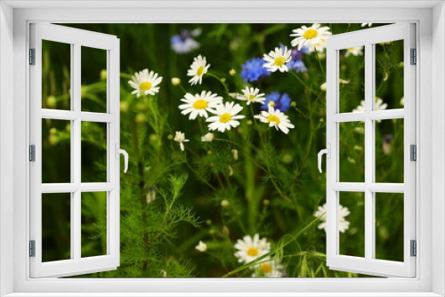 Fototapeta Naklejka Na Ścianę Okno 3D - Spring flowers blooming in the grass in a suburban clearing