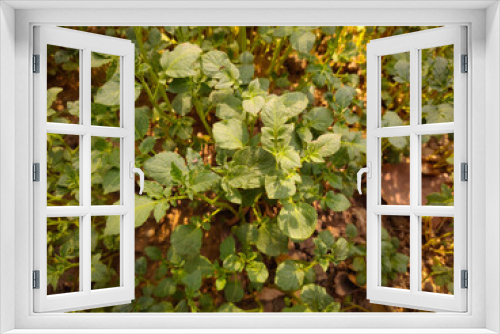 Fototapeta Naklejka Na Ścianę Okno 3D - Fresh and green vegetable,healthy and testy potato plants in the garden selective focus images.