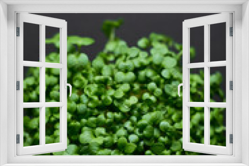 Fototapeta Naklejka Na Ścianę Okno 3D - Fresh green plant micro lutein grows on a black background. Space for text. Top view.
