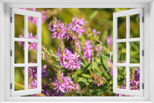 Fototapeta Naklejka Na Ścianę Okno 3D - Purple loosestrife in bloom closeup view with selective focus on foreground