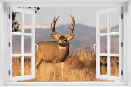 Fototapeta Naklejka Na Ścianę Okno 3D - Buck Mule Deer in Colorado in Autumn
