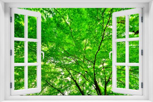 Fototapeta Naklejka Na Ścianę Okno 3D - 緑あふれる新緑と木漏れ日のある木