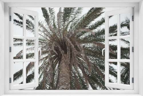 Fototapeta Naklejka Na Ścianę Okno 3D - palm tree branches