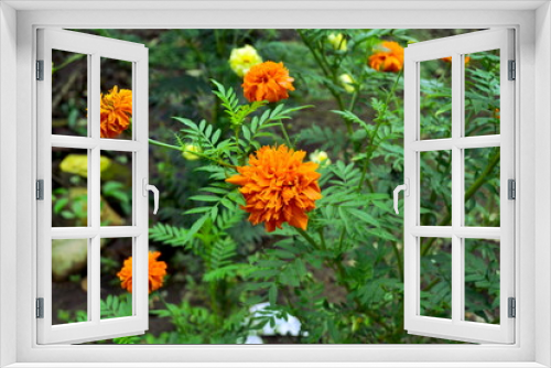 Fototapeta Naklejka Na Ścianę Okno 3D - Deep yellow flowers in the garden