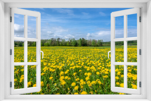 Fototapeta Naklejka Na Ścianę Okno 3D - Spring meadow of yellow dandelion flowers.