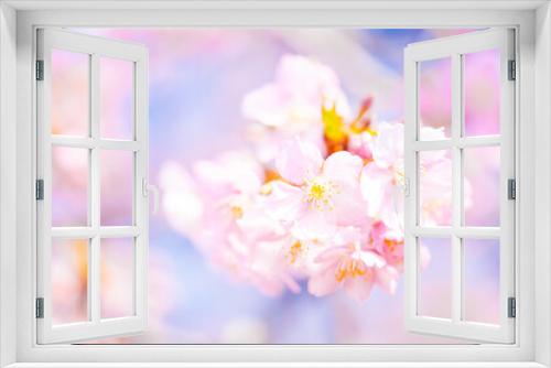 Fototapeta Naklejka Na Ścianę Okno 3D - 【春】青空の下の桜の花　河津桜
