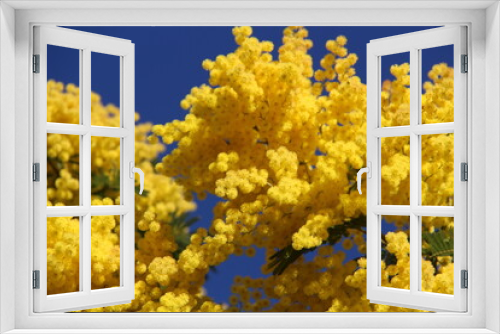 Fototapeta Naklejka Na Ścianę Okno 3D - Fleurs de mimosa # 29