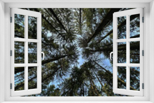 Fototapeta Naklejka Na Ścianę Okno 3D - Blick nach oben im Nadelwald im Frühling