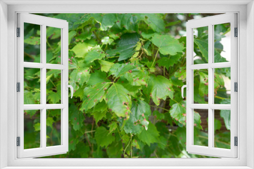 Fototapeta Naklejka Na Ścianę Okno 3D - 緑の葉