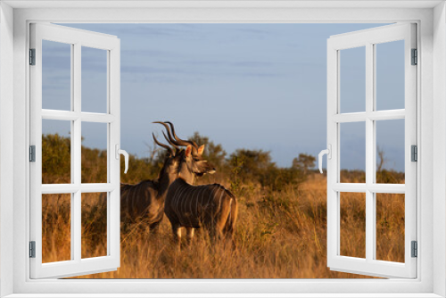 Fototapeta Naklejka Na Ścianę Okno 3D - Kudu bull in golden light