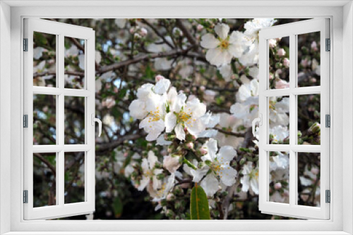 Fototapeta Naklejka Na Ścianę Okno 3D - Blossoming apple tree branches, large white flowers