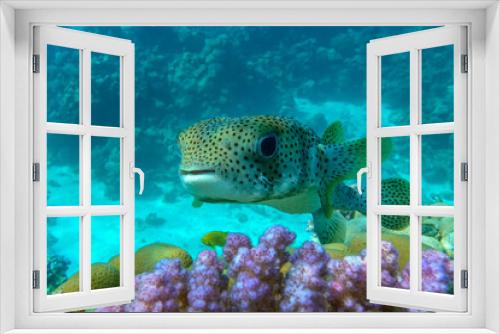 Fototapeta Naklejka Na Ścianę Okno 3D - Porcupinefish (Diodon hystrix) on a coral reef Red sea