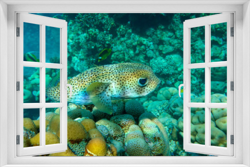 Fototapeta Naklejka Na Ścianę Okno 3D - Porcupinefish (Diodon hystrix) on a coral reef Red sea