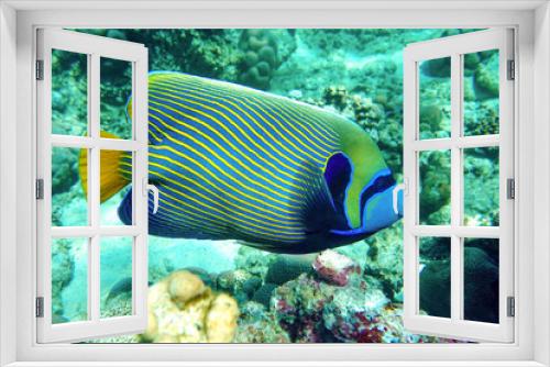 Fototapeta Naklejka Na Ścianę Okno 3D - Emperor Angelfish (Pomacanthus imperator) on a Coral Reef 