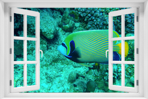 Fototapeta Naklejka Na Ścianę Okno 3D - Emperor Angelfish on a Coral Reef