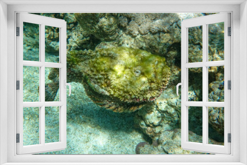 Fototapeta Naklejka Na Ścianę Okno 3D - Stonefish (Synanceia verrucosa), Red sea, 