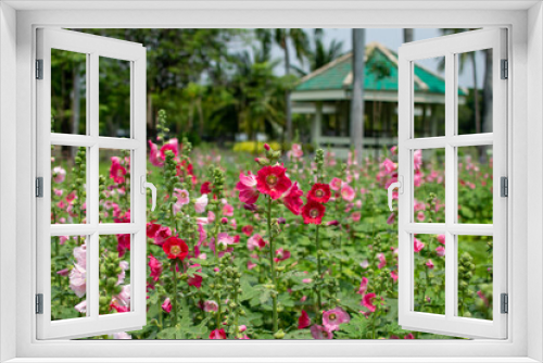 Fototapeta Naklejka Na Ścianę Okno 3D - Flowers are blooming in Chatuchak Park