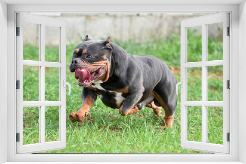 Fototapeta Naklejka Na Ścianę Okno 3D - a muscular american bully dog