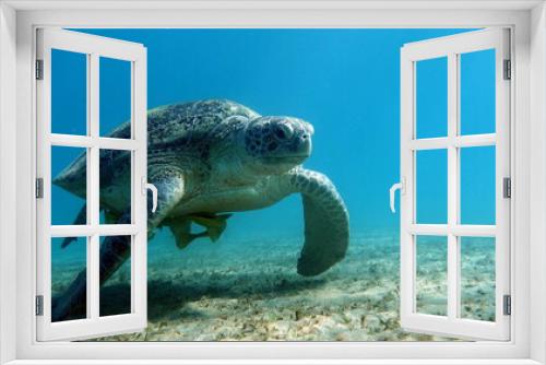 Fototapeta Naklejka Na Ścianę Okno 3D - Big Green turtle on the reefs of the Red Sea.