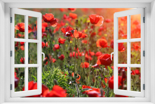 Fototapeta Naklejka Na Ścianę Okno 3D - red poppies flower spring season nature