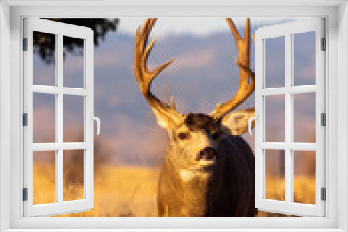 Fototapeta Naklejka Na Ścianę Okno 3D - Mule Deer Buck During the Rut in Fall in Colorado