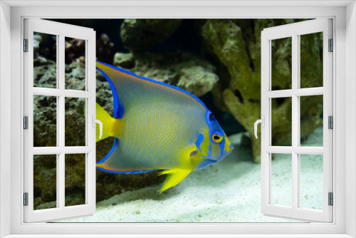 Fototapeta Naklejka Na Ścianę Okno 3D - adult queen angelfish close up swimming in an aquarium