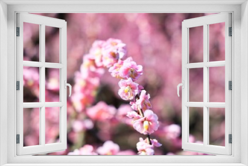 Fototapeta Naklejka Na Ścianę Okno 3D - ふんわりした後ボケと可愛い枝垂れ梅の花