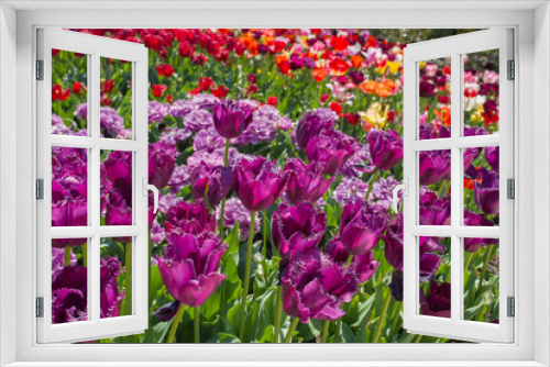 Fototapeta Naklejka Na Ścianę Okno 3D - beautiful and colorful tulips with green leaves on the meadow in spring