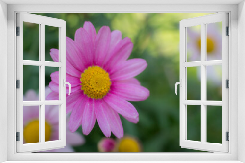 Fototapeta Naklejka Na Ścianę Okno 3D - fleur marguerite
