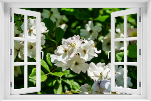Fototapeta Naklejka Na Ścianę Okno 3D - White Multiflora Rose bush (Rosa polyantha), also known as Seven-Sisters, Baby, Japanese and many-flowered rose in Adler (Sochi). Close-up of beautiful flower, spring and summer blooming background.