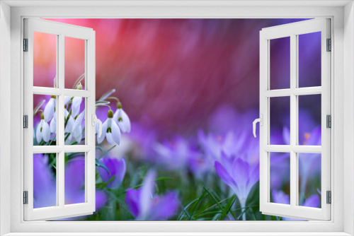 Fototapeta Naklejka Na Ścianę Okno 3D - kwitnąca wiosenna łąka, z przebiśniegiem (Galanthus nivalis) i krokusem (Crocus sieberi), oświetlonych porannym słońcem