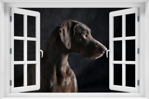 Fototapeta Naklejka Na Ścianę Okno 3D - Portraits heads of Weimaraner dogs